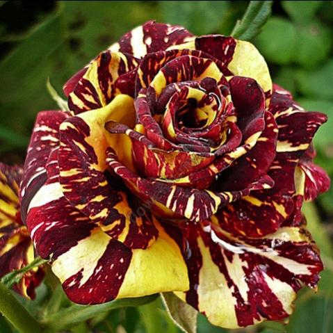 Роза Абра Клаймбер (Abra Climber)