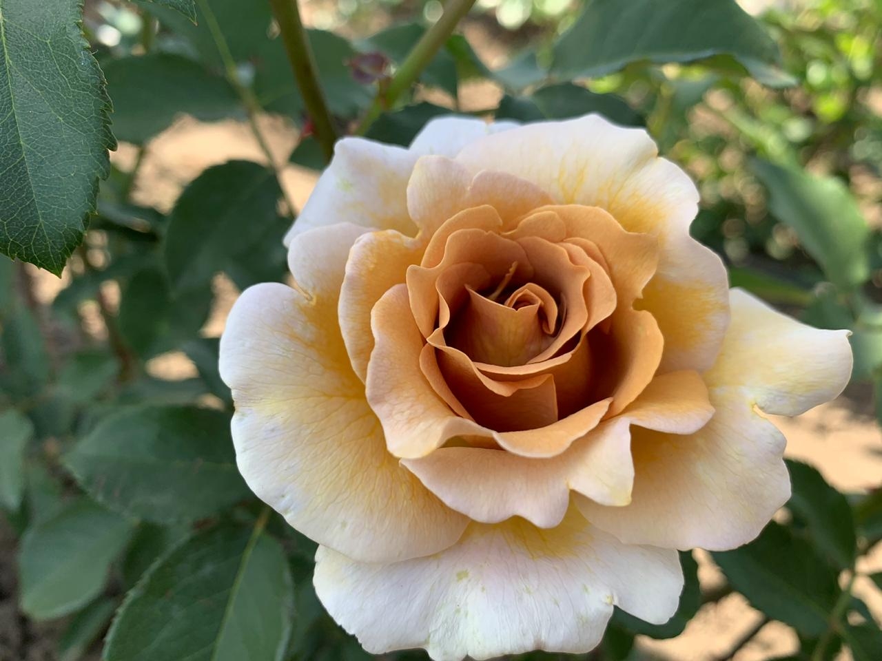 Эвентайл д*Ор(Eventail d'Or)