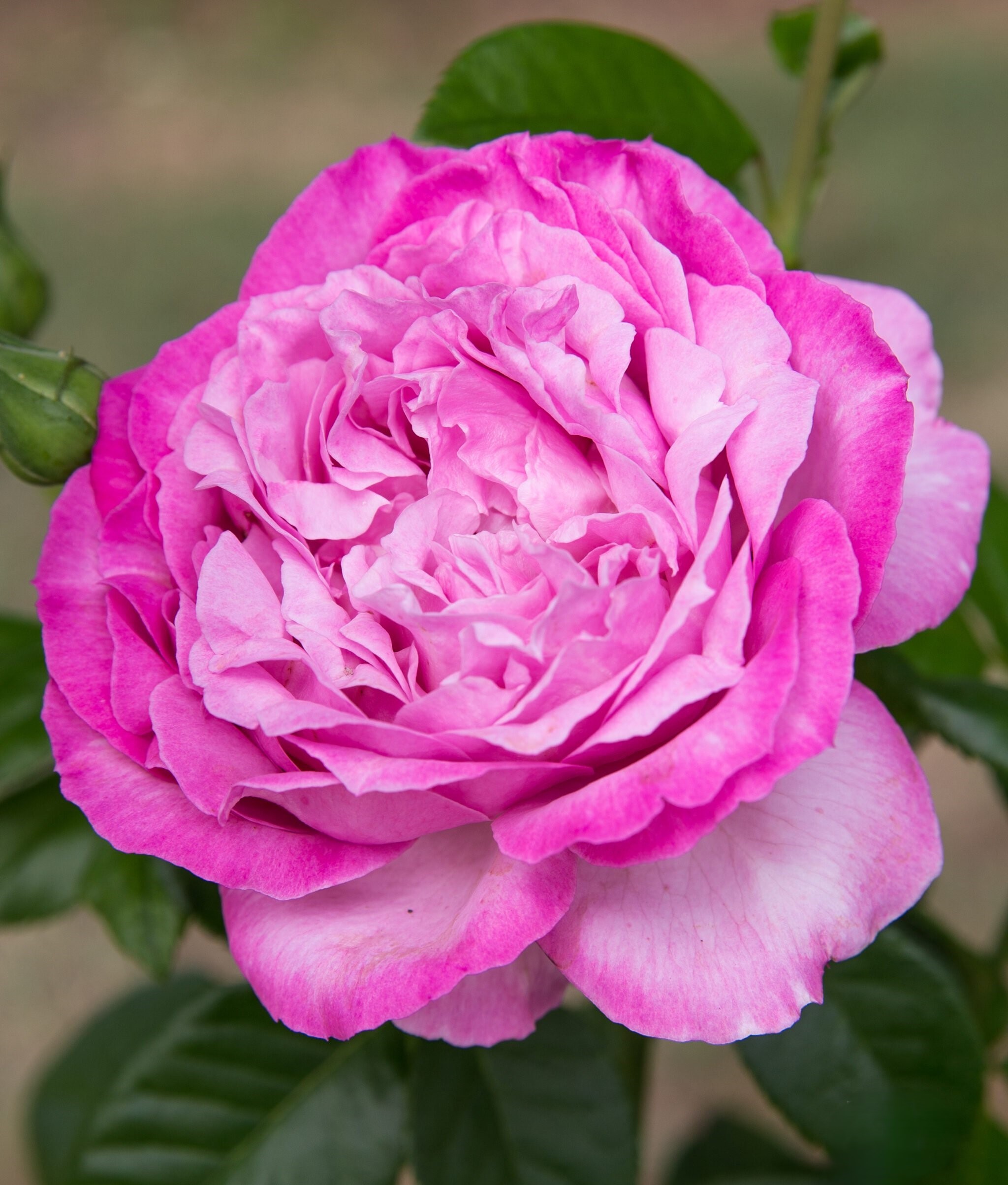 Александра Давид-Нэль (Alexandra David Neel)