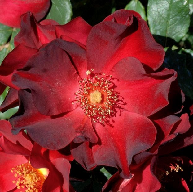 Анна Меж (Anna Mege)