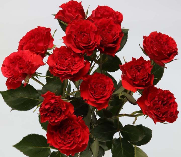 Бэлла линда Брик (Bella linda Brick)