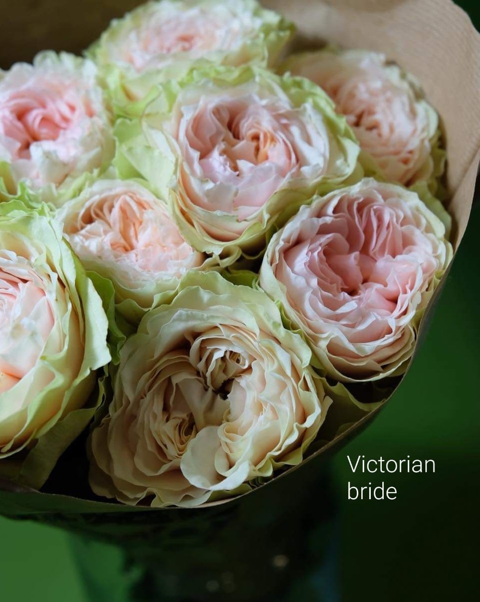 Викториан Брайд (Victorian Bride)