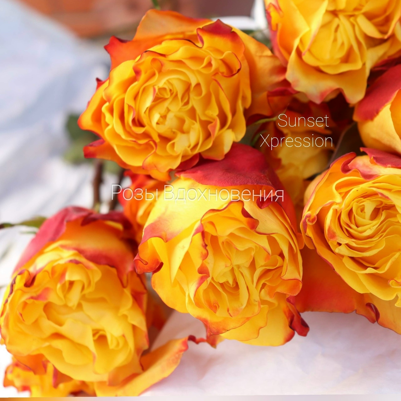 Сансет Экспрешн (Sunset Expression)