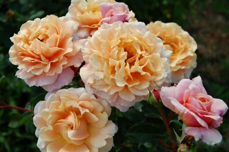 Шато де Вамаркус (Chateau de Vaumarcus)