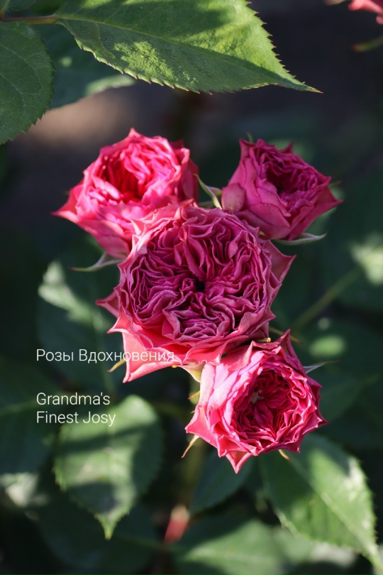 Бабушка Джози (Grandma's Finest Josy)