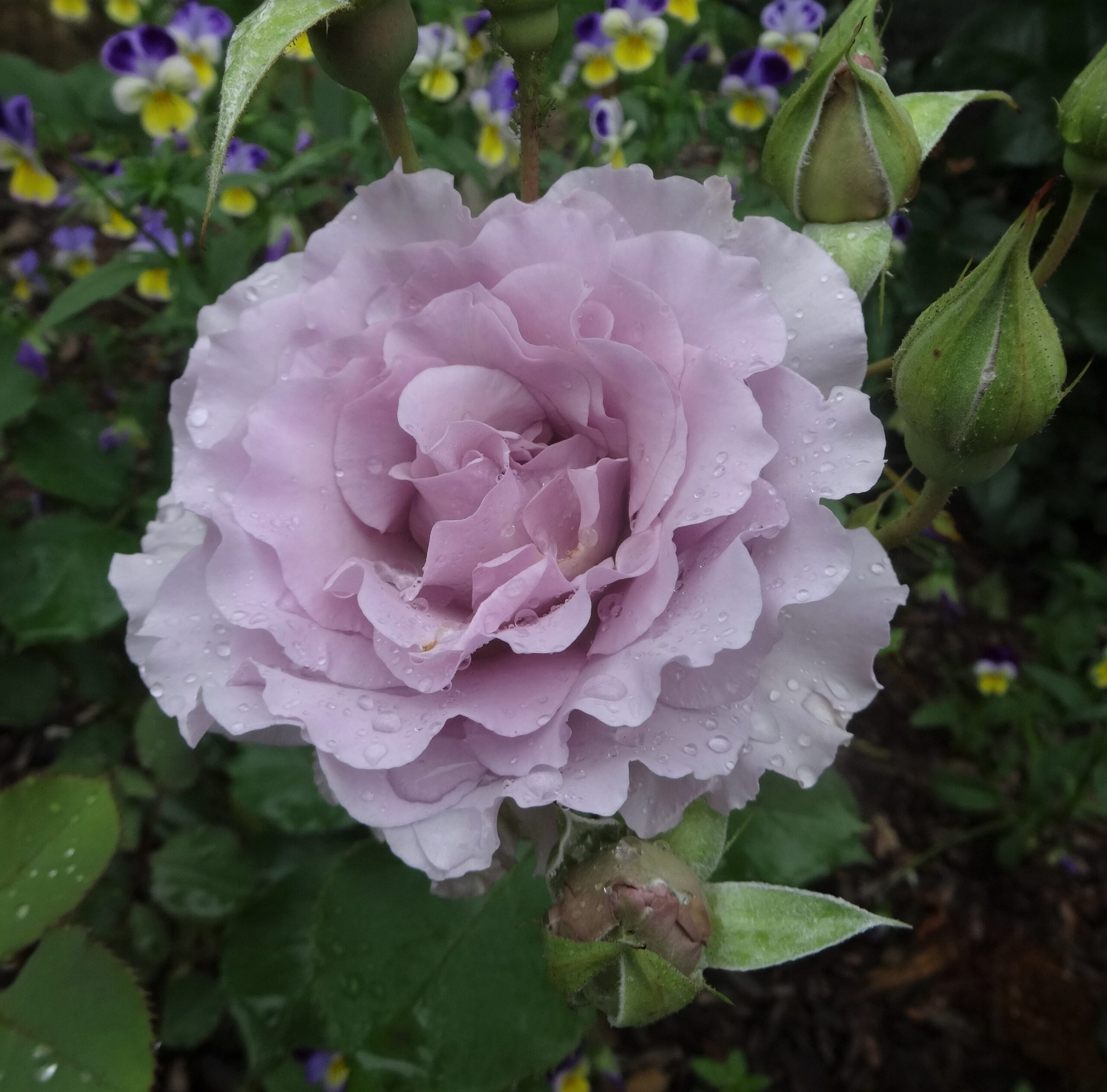 Мисти Перпл (Misty Purple)