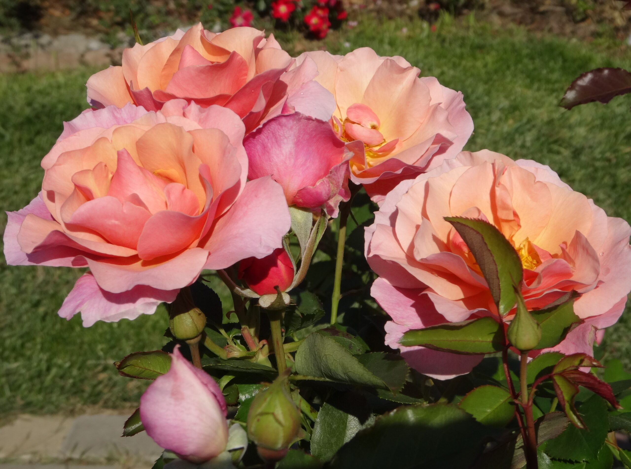 Вумен'с Чойс (Women's Choice)