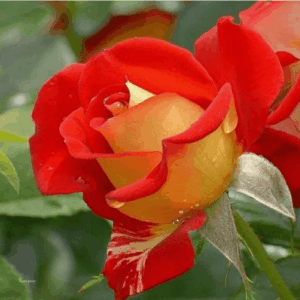 Джипси Карнивел (Gipsy Carnival)