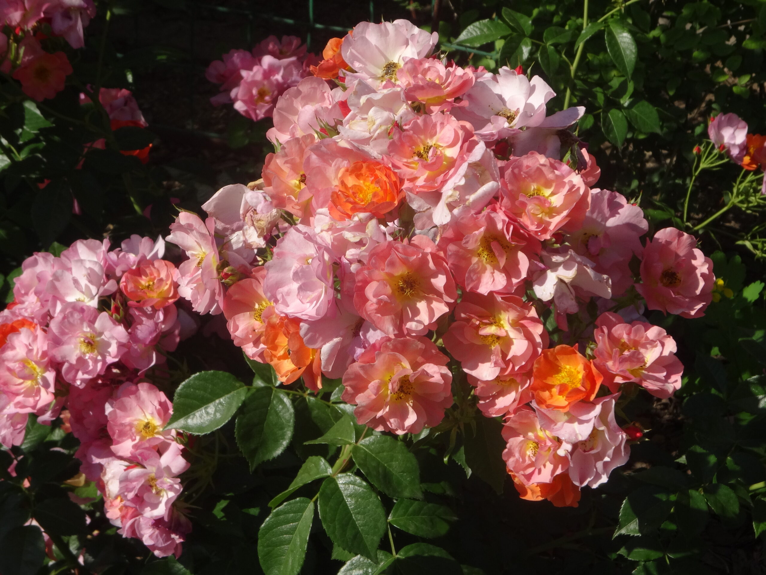 Экла д' Амбр (Eclats d'Ambre)