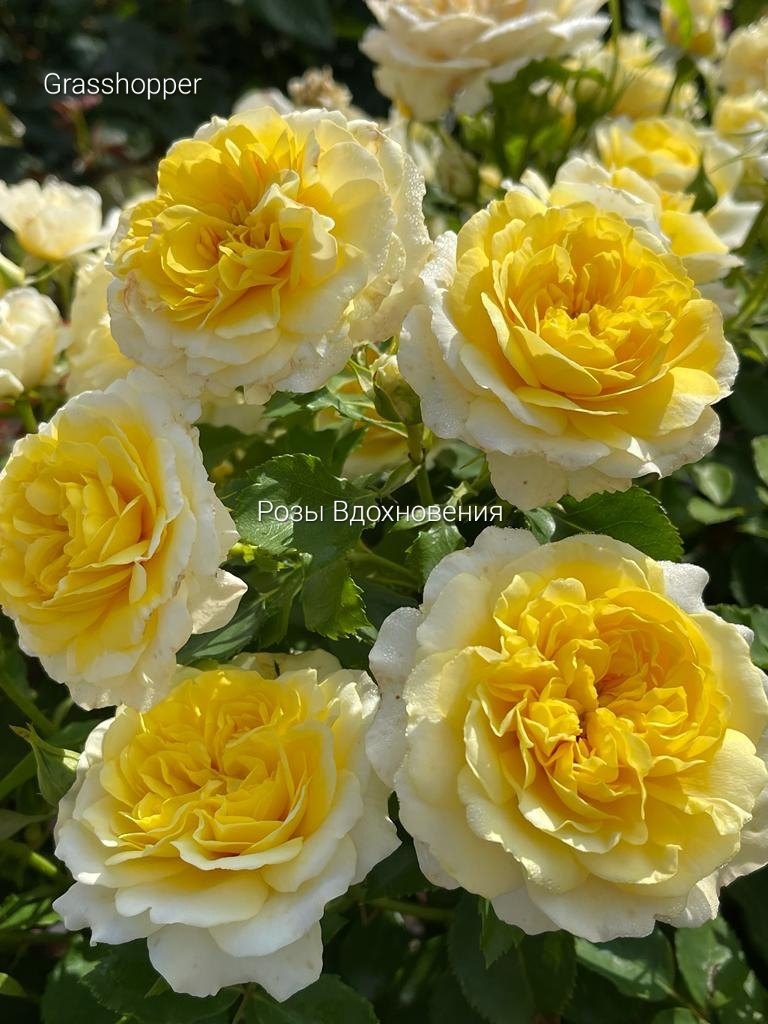 Грассхоппер, Grasshopper