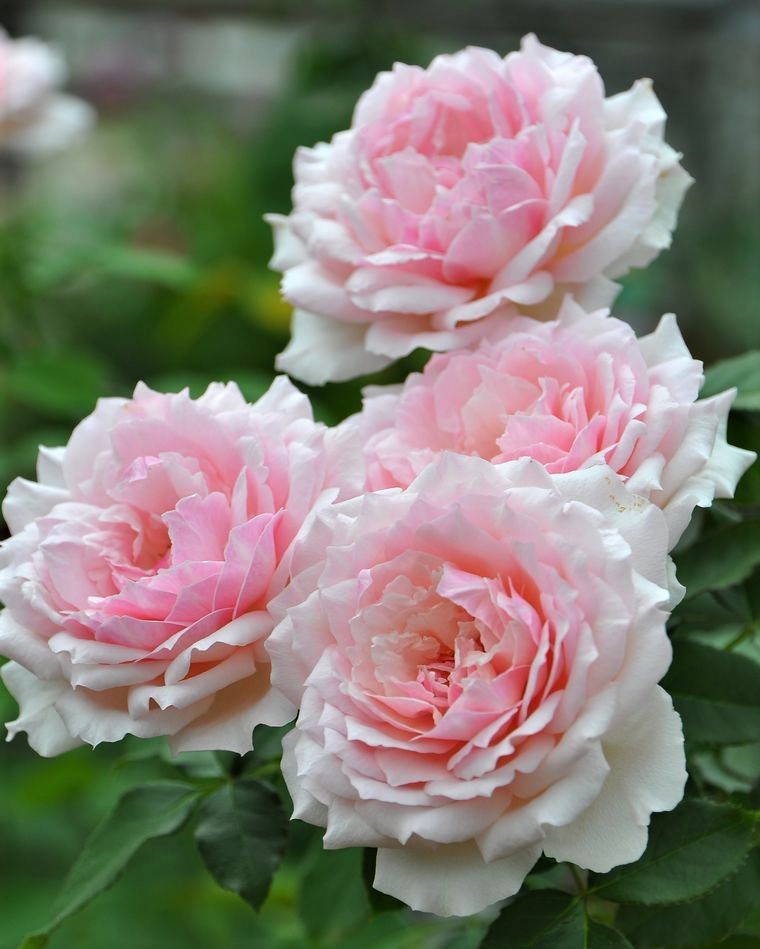 Эвридика (Euridice)