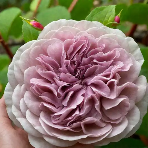 Колор оф Юпитер (Color of Jupiter)