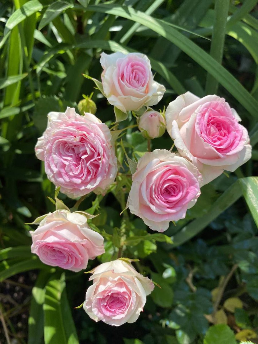 Джелато (Gelato