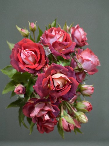 Тирамису (Tiramisu)