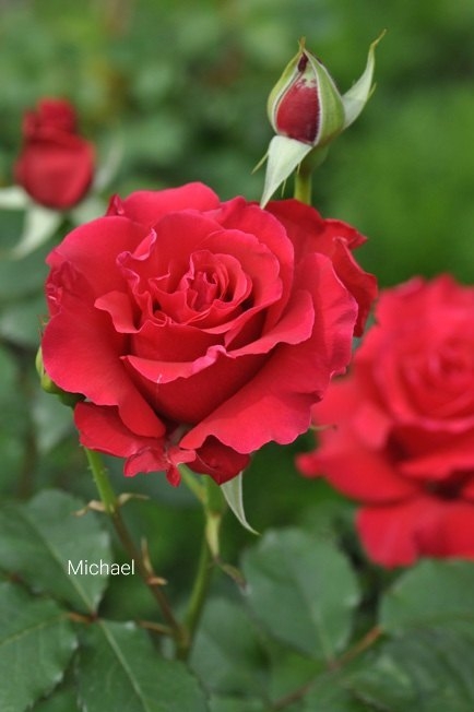 Михаэль (Michael)