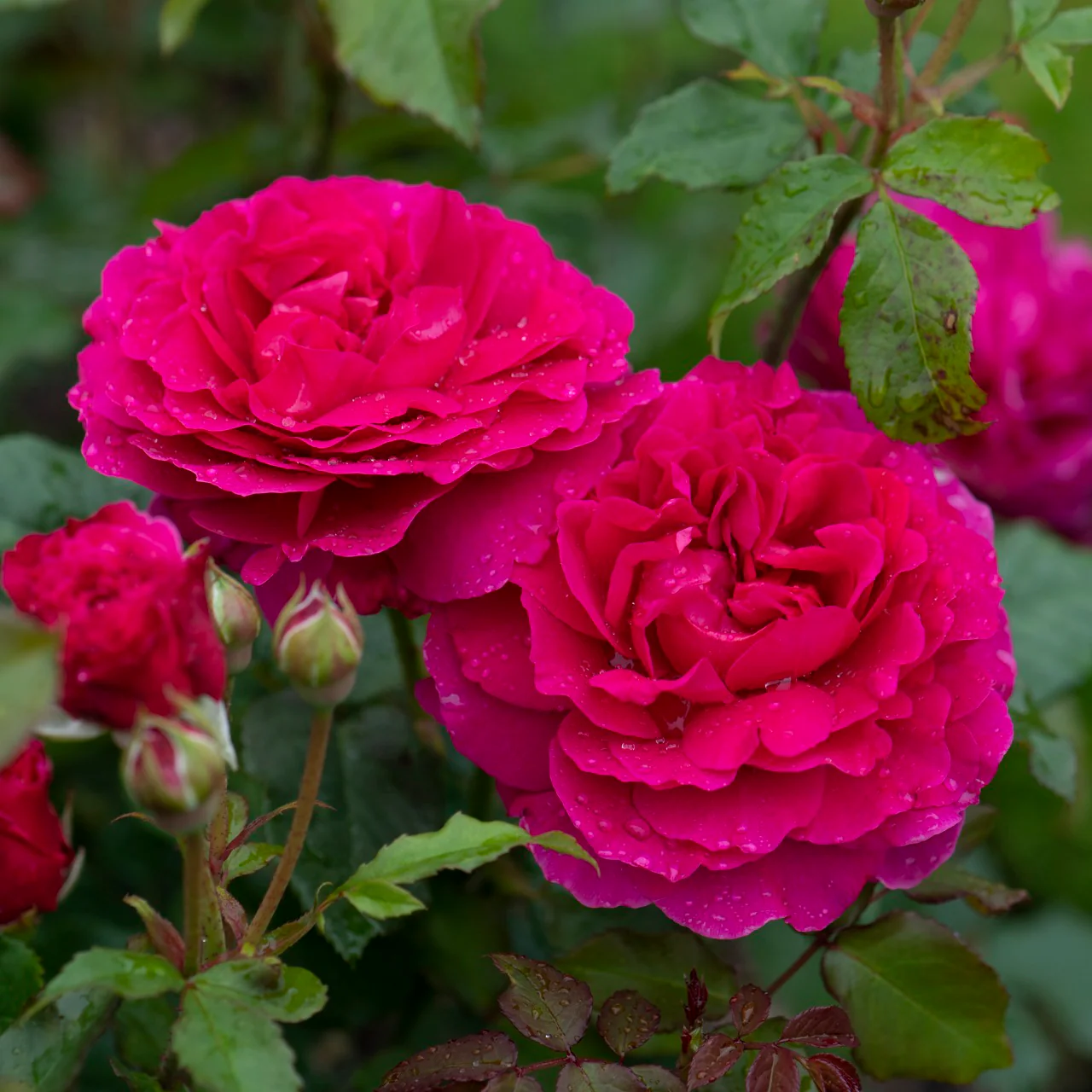 Габриэль Оук (Gabriel Oak)