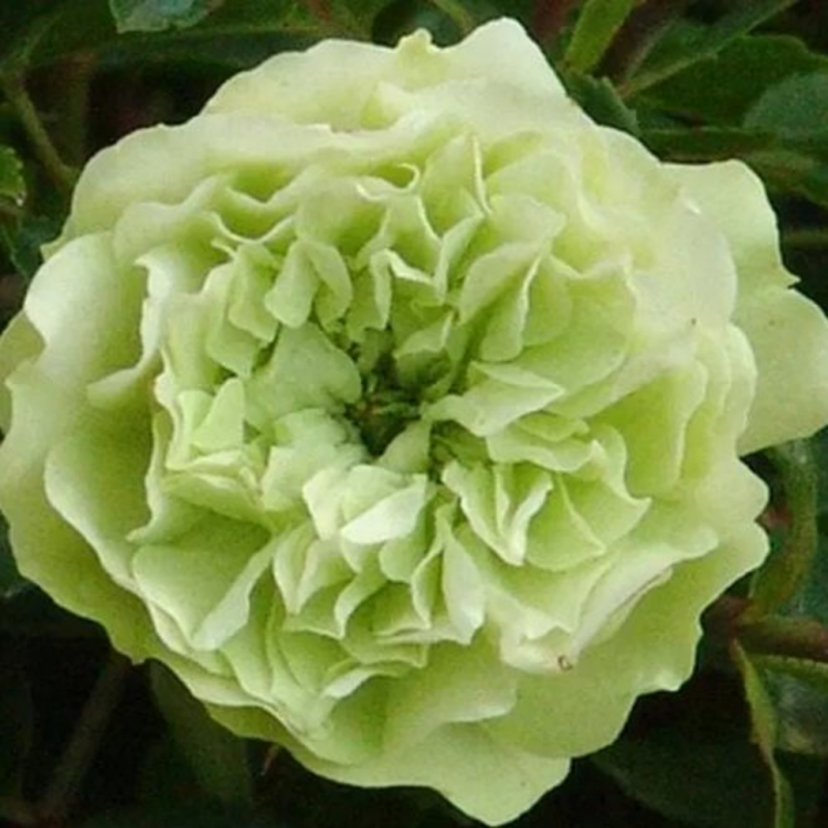 Грин Айс (Green Ice)