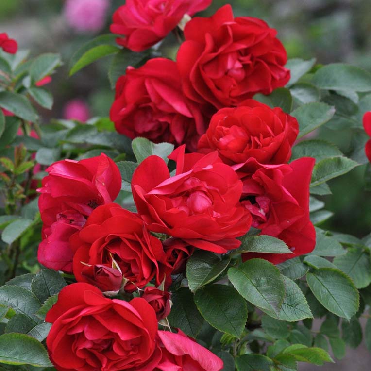 Роза Хансаланд (Hansaland)