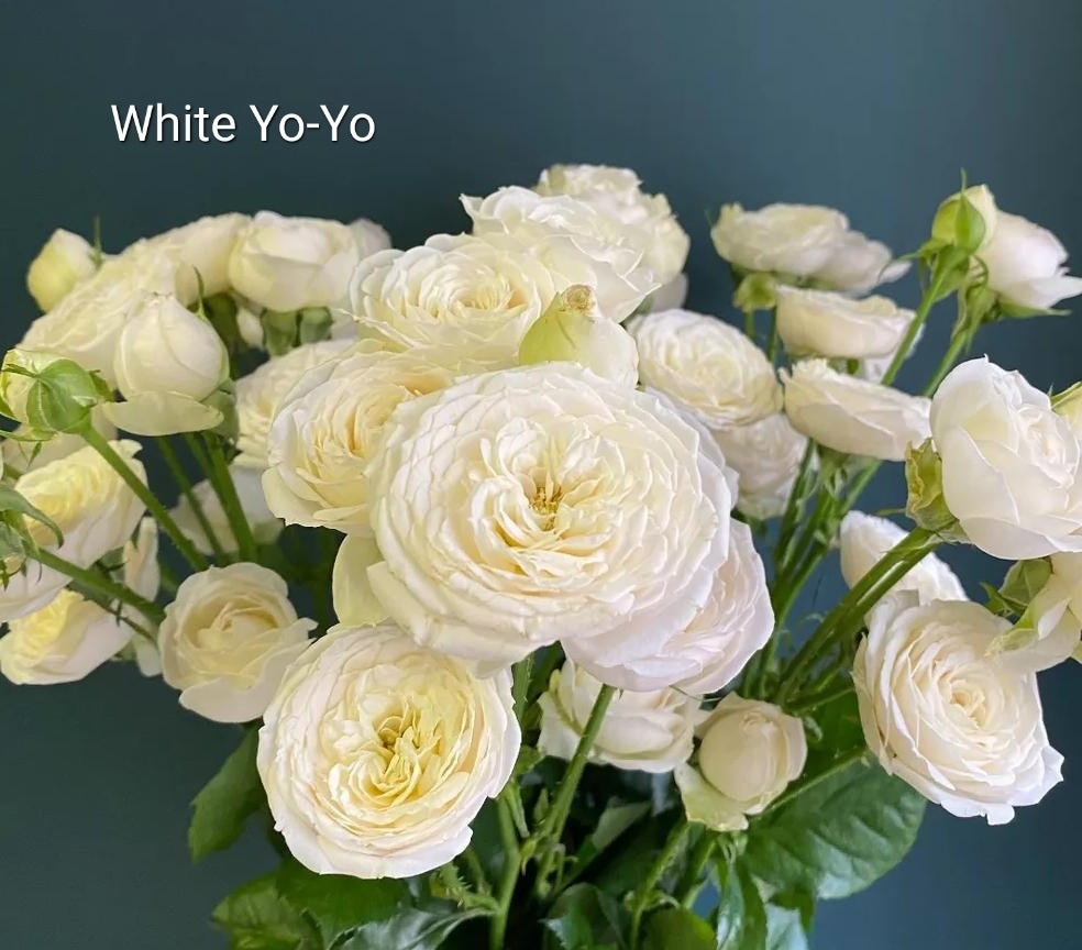 Вайт Йо-Йо (White Yo-Yo)