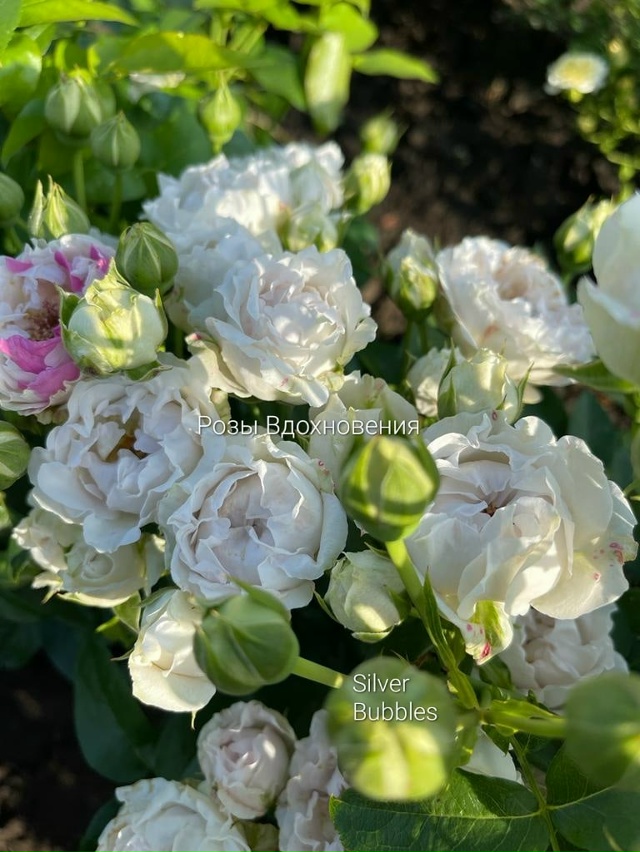 Сильвер Бабблс (Silver Bubbles)