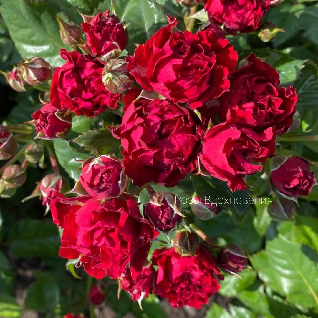 Баттерфляй Сенсейшен (butterfly sensation)