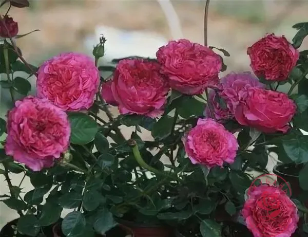 Цефей (Cepheus)