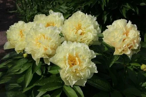 Sunny Girl ( «Санни Гёрл», или «Солнечная девочка»).