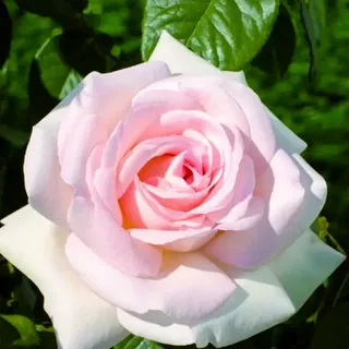 Роза Александр Пушкин (Prince Jardinier)