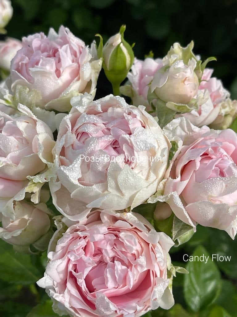 Кэнди Флоу (Candy Flow)