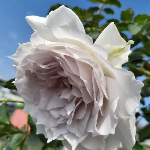 Габриэль (Gabriel)