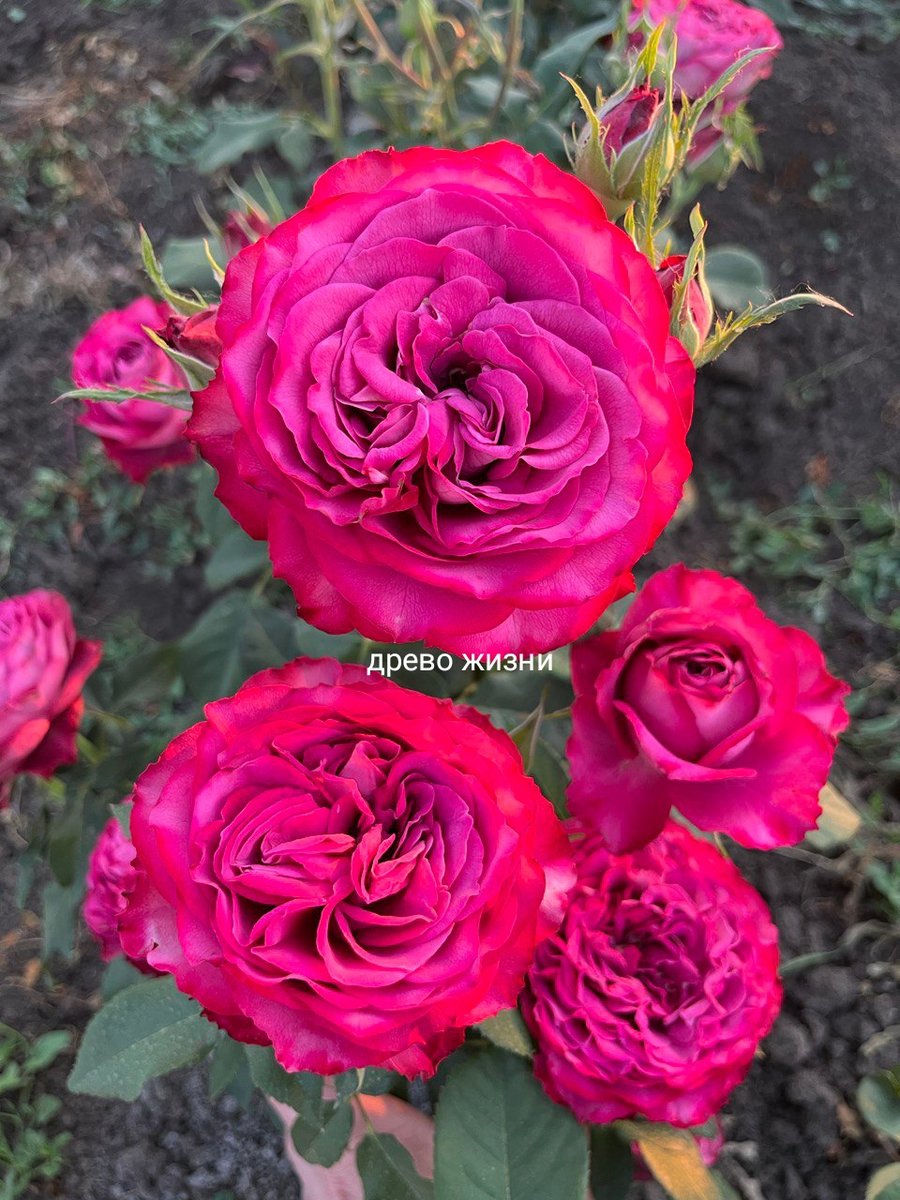 Принцесса Тамако (Princess Tamako)