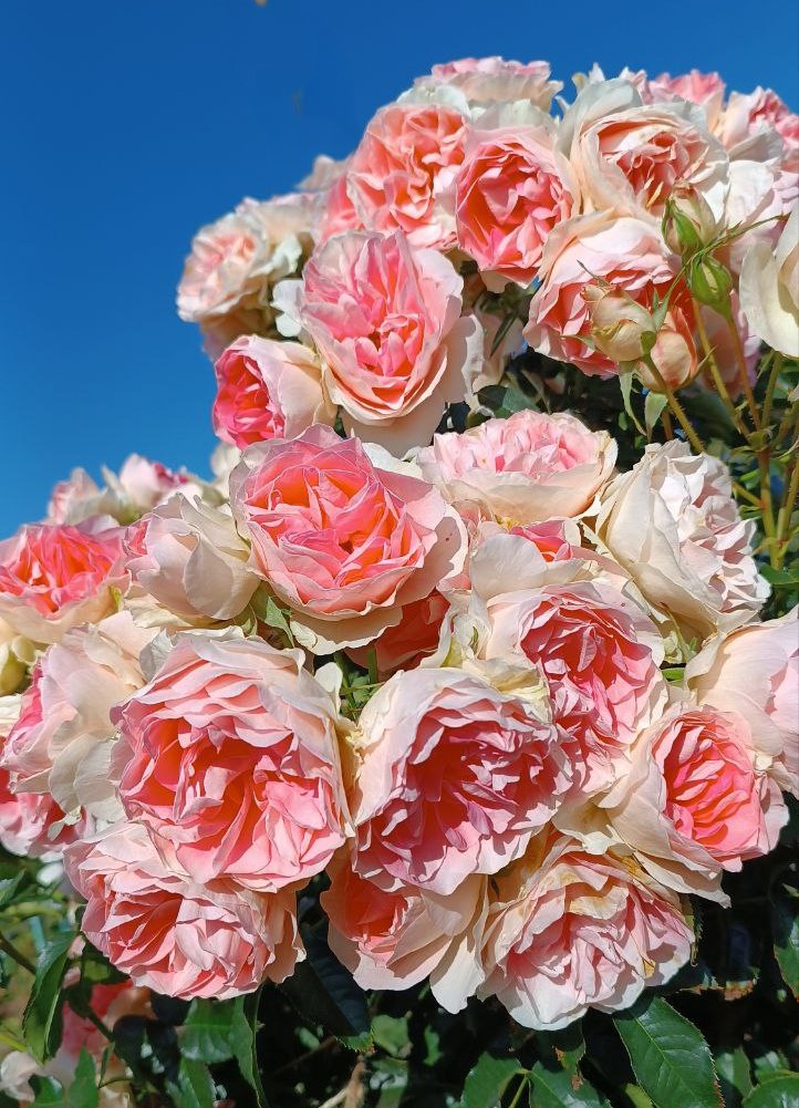 Джет Сет» (Jet Set)