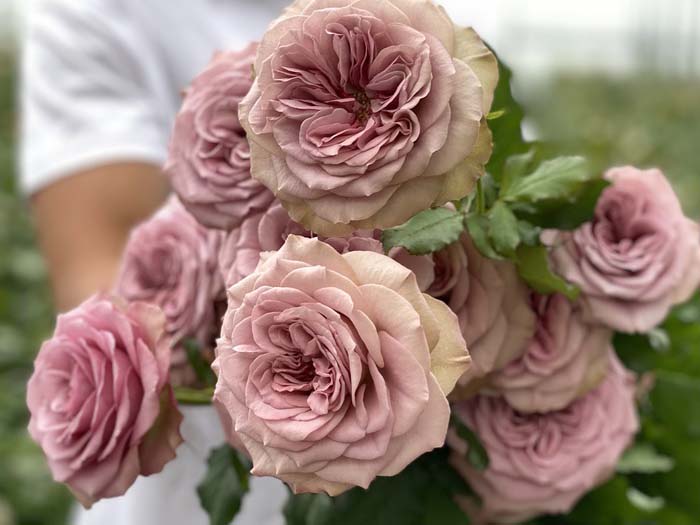 Монмарт (Montmartre)