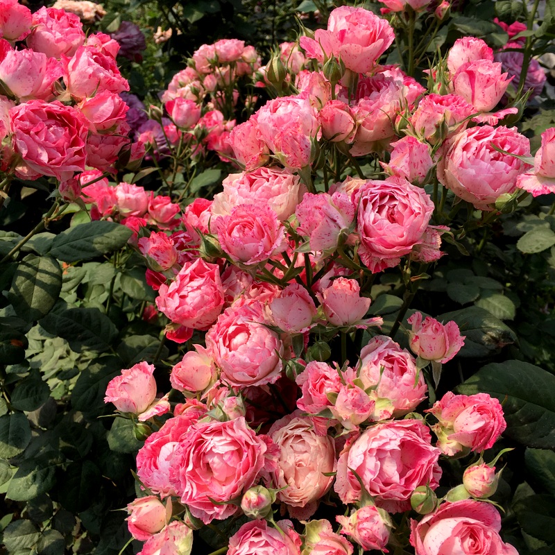 Леди Кэндл (Lady Candle)