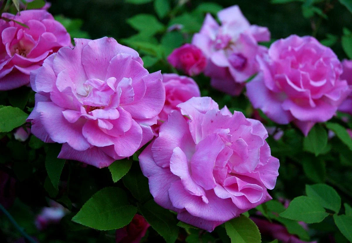 Лавендер Лесси (Lavender Lassie)