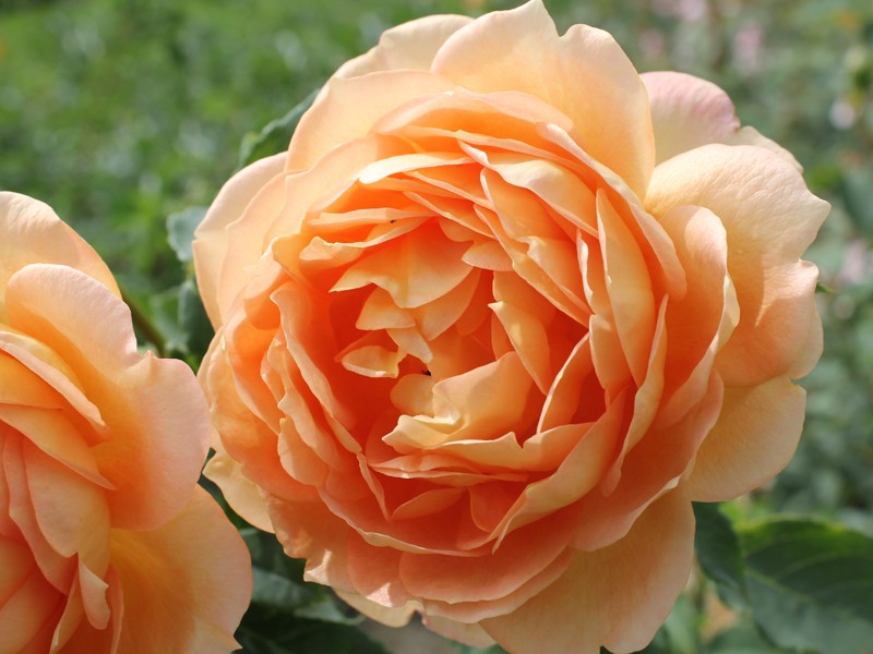 Леди оф Шалот (Lady of Shalott)