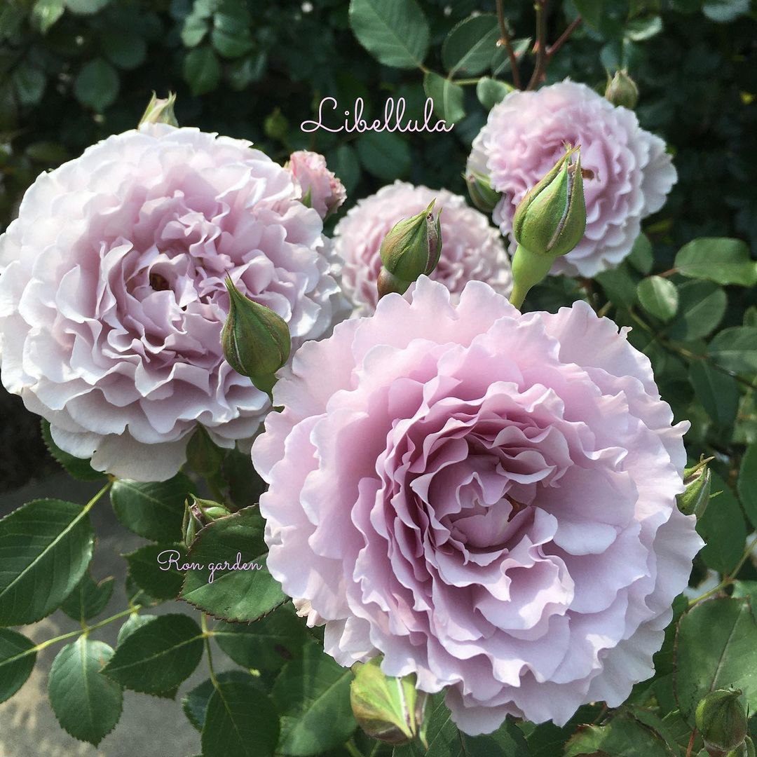 Либеллула (Libellula)