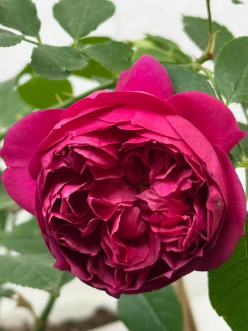 Отон Руж (Autumn Rouge)