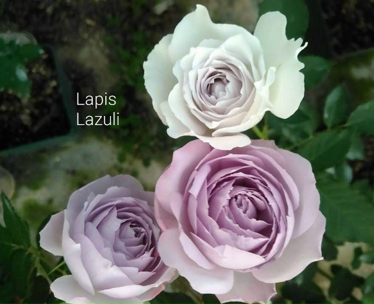 Ляпис Лазули (Lapis lazuli)