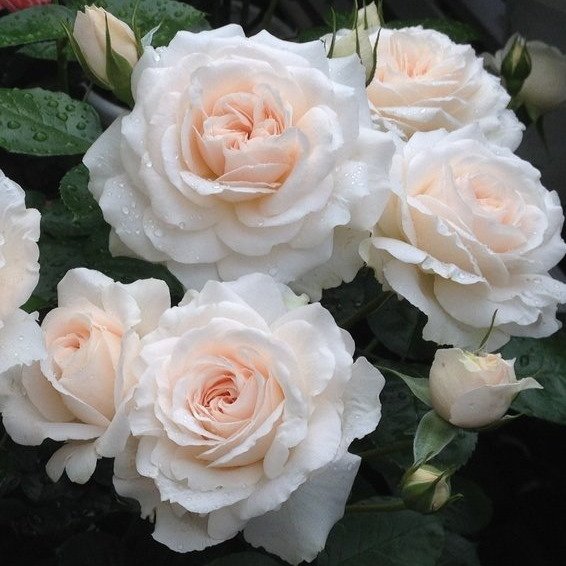 Мисс Диор (Miss Dior)