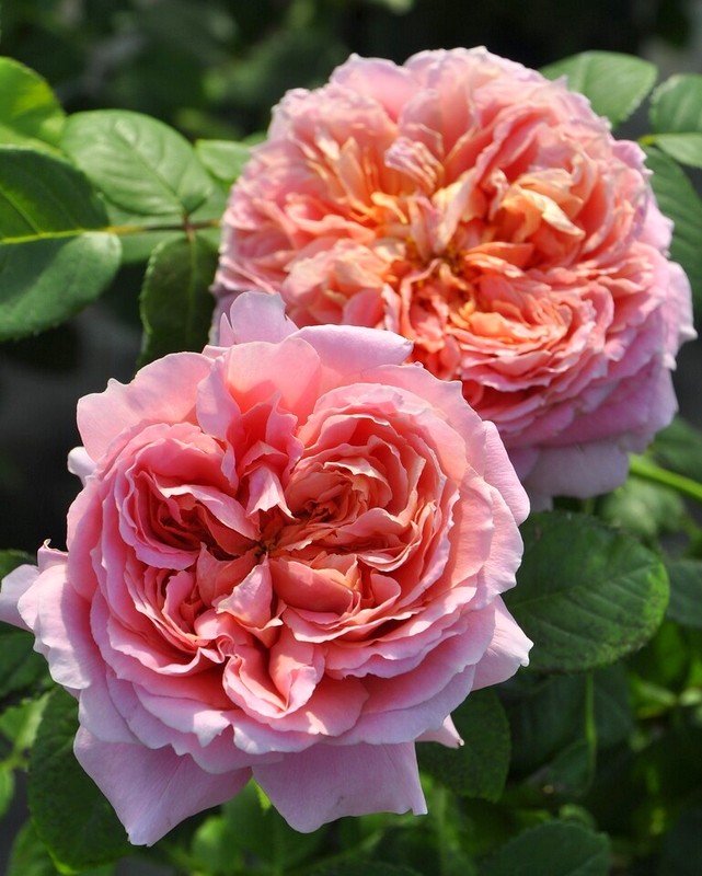 Мулен де ла Галетт (Moulin de la Galette)