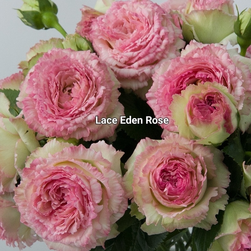 Лейс Эден Роуз, Lace Eden Rose