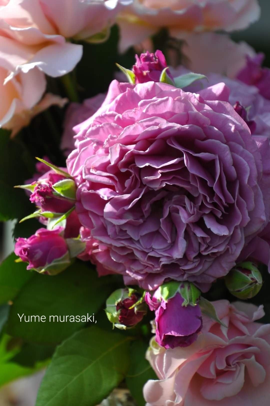 Юмемурасаки (Yumemurasaki)