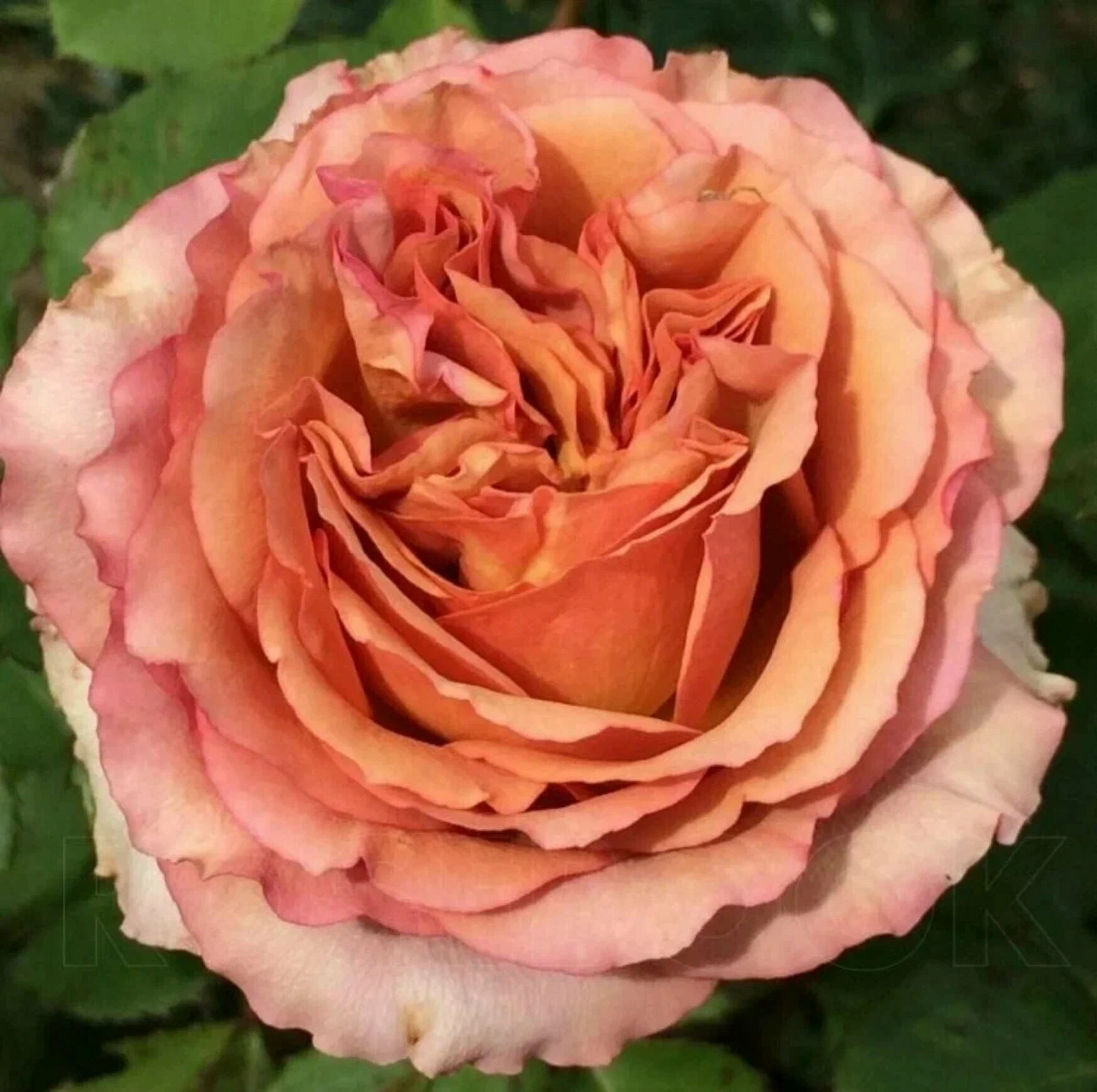 Роза Марракеш (Marrakech)