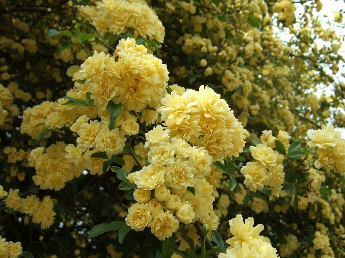 Леди Бэнкс Еллоу (Lady Banks Yellow)