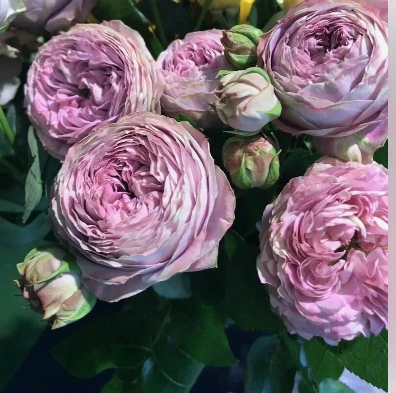 Блоссом Баблс ( Blossom Bubbles)