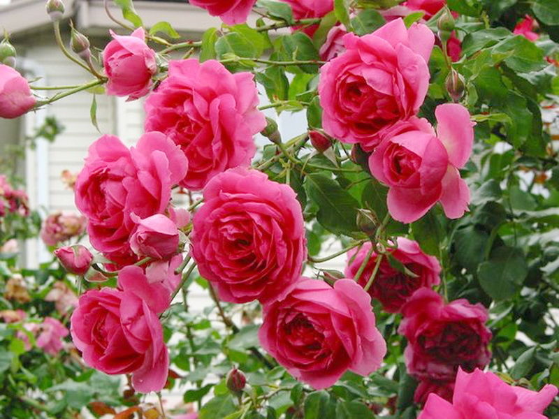 Роза Парад (Parade)