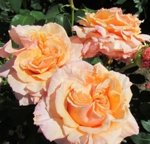 Перфект Джентельмен (Perfect Gentleman)