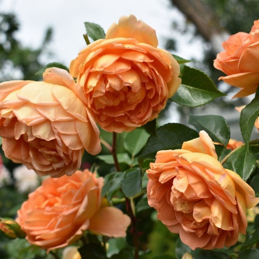 Пэт Остин (Pat Austin)