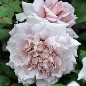 Ариэль (Ariel)